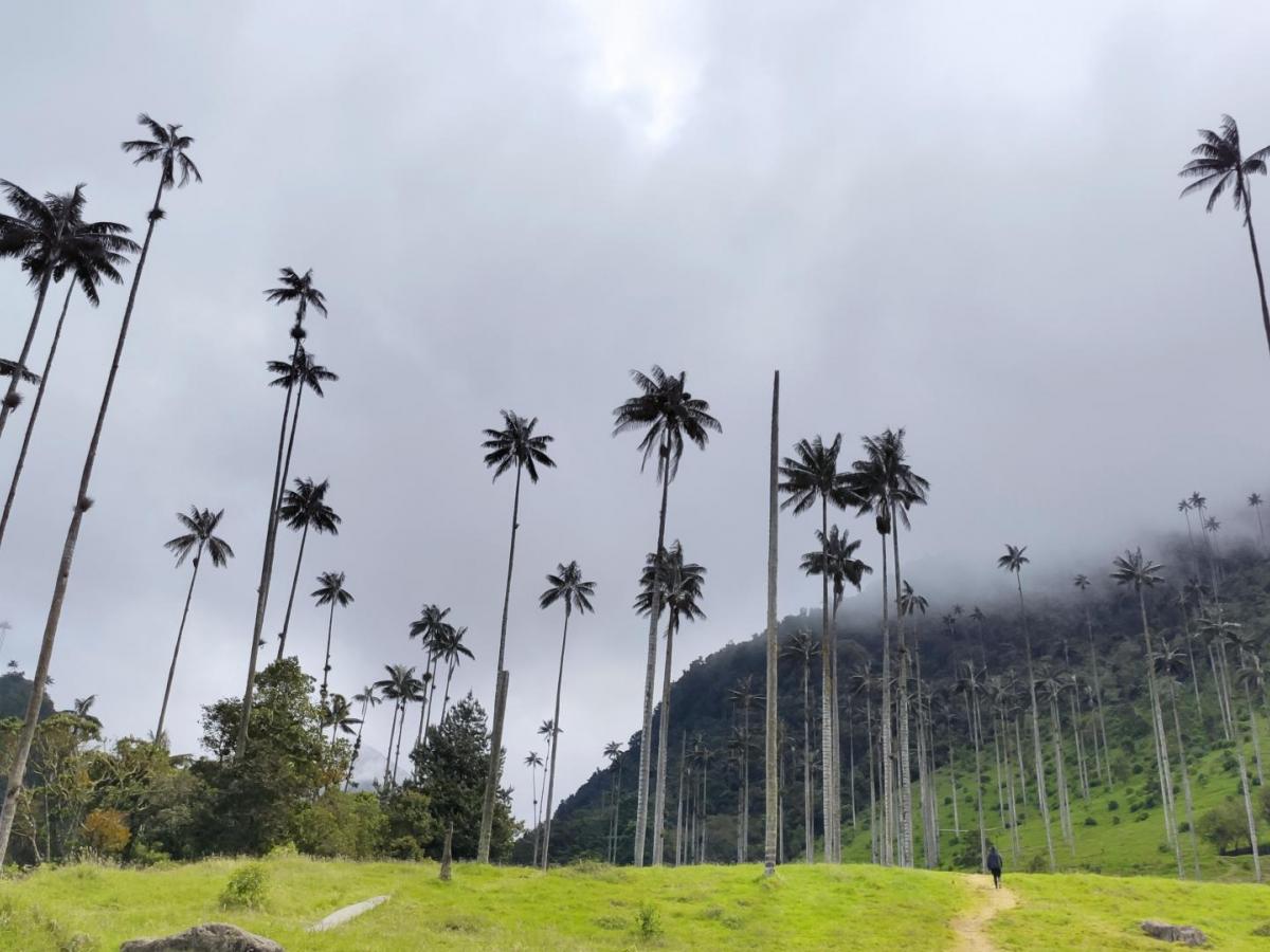 Palma de cera del Quindío: daño ambiental en Semana Santa