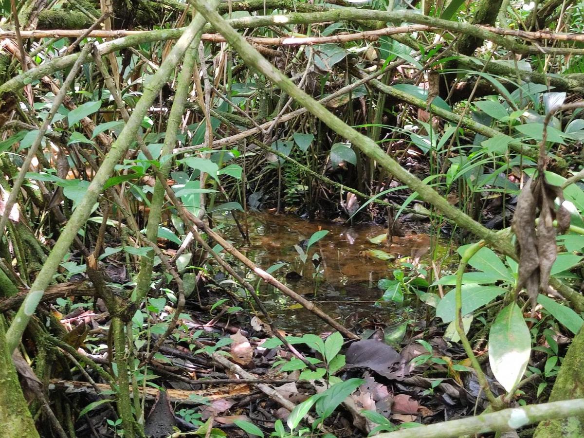 Humedal ‘Familita' en Mesetas, Meta