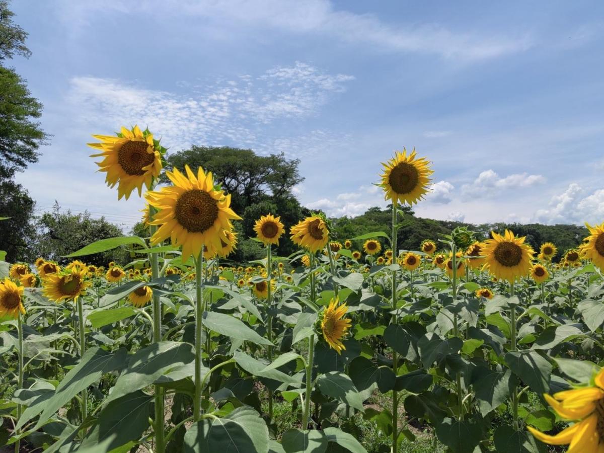 Planes turísticos en La Guajira | El paseo del girasol en Fonseca
