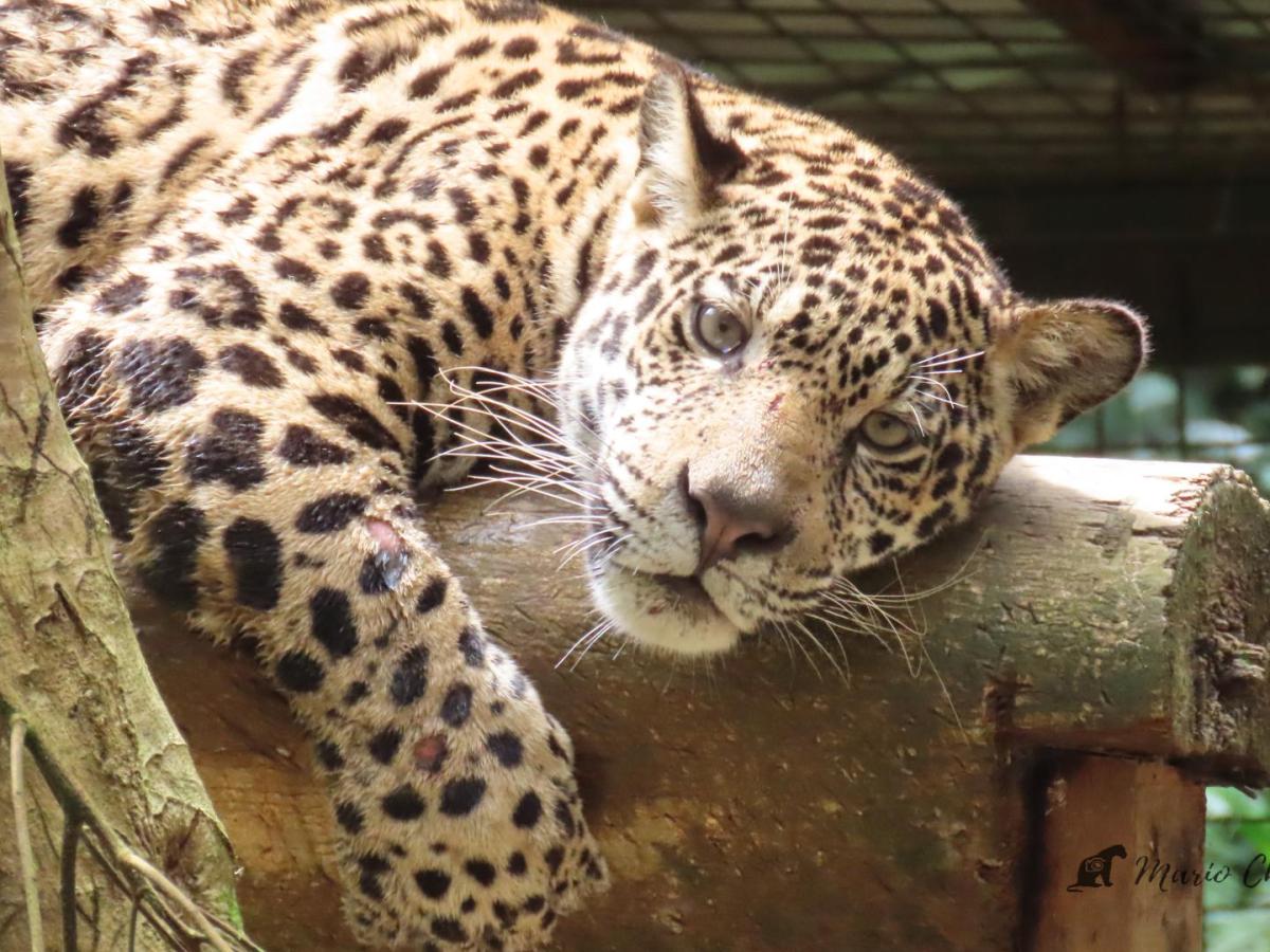 Día Mundial de los Jaguares