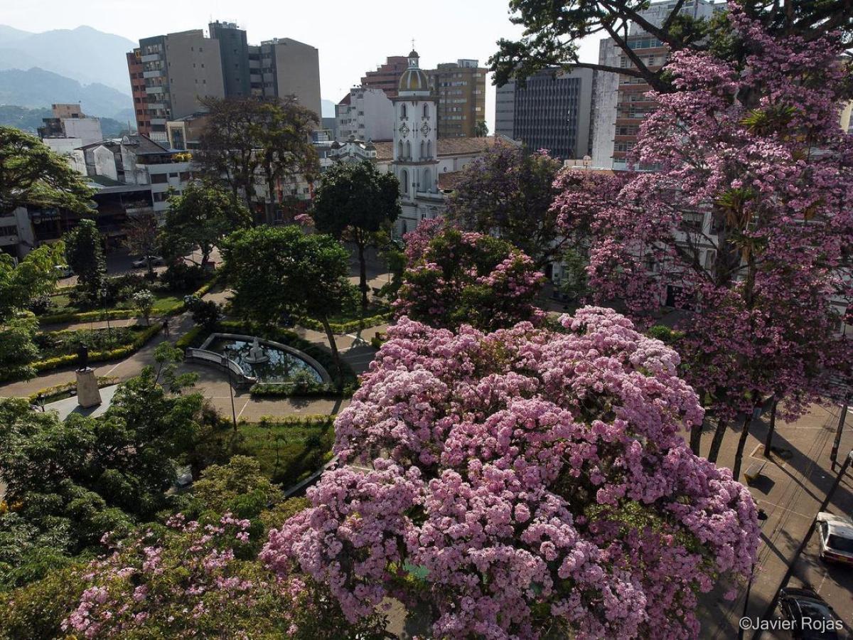 Florecimiento de los ocobos en Ibagué: un espectáculo natural de color rosa