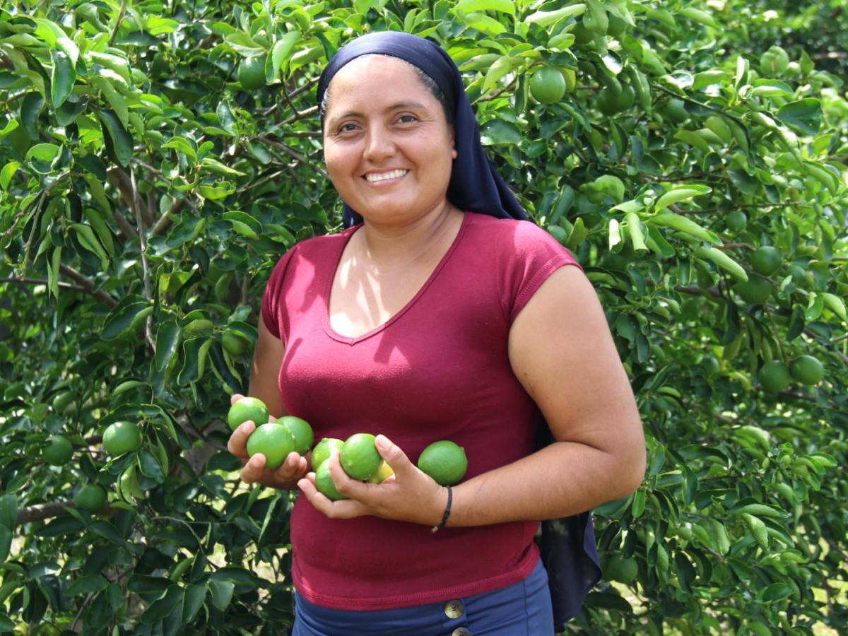 Familias campesinas del norte de Nariño exportan lima ácida Tahití a la Unión Europea
