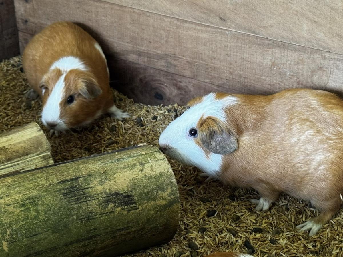 Cuy, animal para fortalecer la seguridad alimentaria en Meta