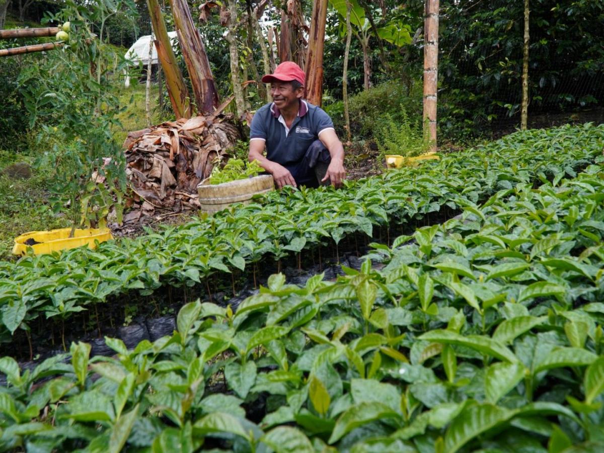 El café que crece en los campos libres de minas de Inzá, Cauca