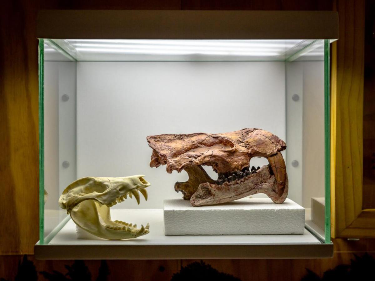 Hallaron marsupial dientes de sable de 13 millones de antigüedad en la Tatacoa 