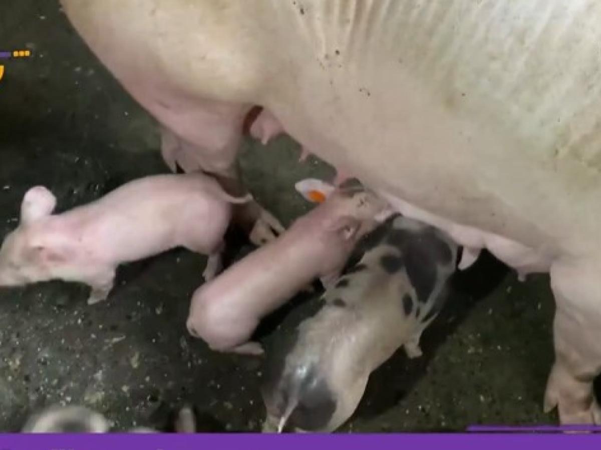 La Agencia de Desarrollo Rural entregó 4 mil millones de pesos a indígenas Embera en Risaralda 