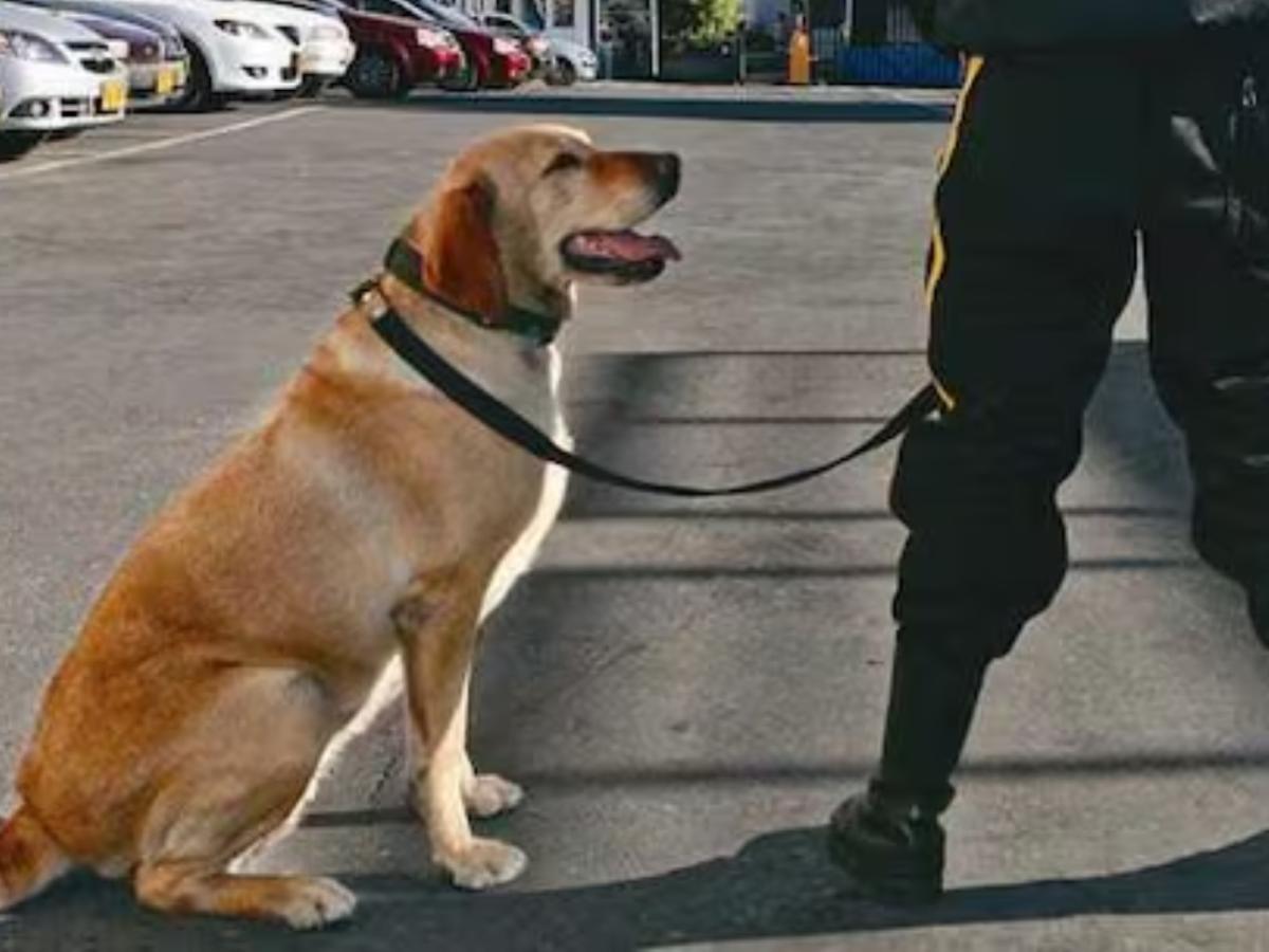 Ley prohibiría perros en empresas de vigilancia