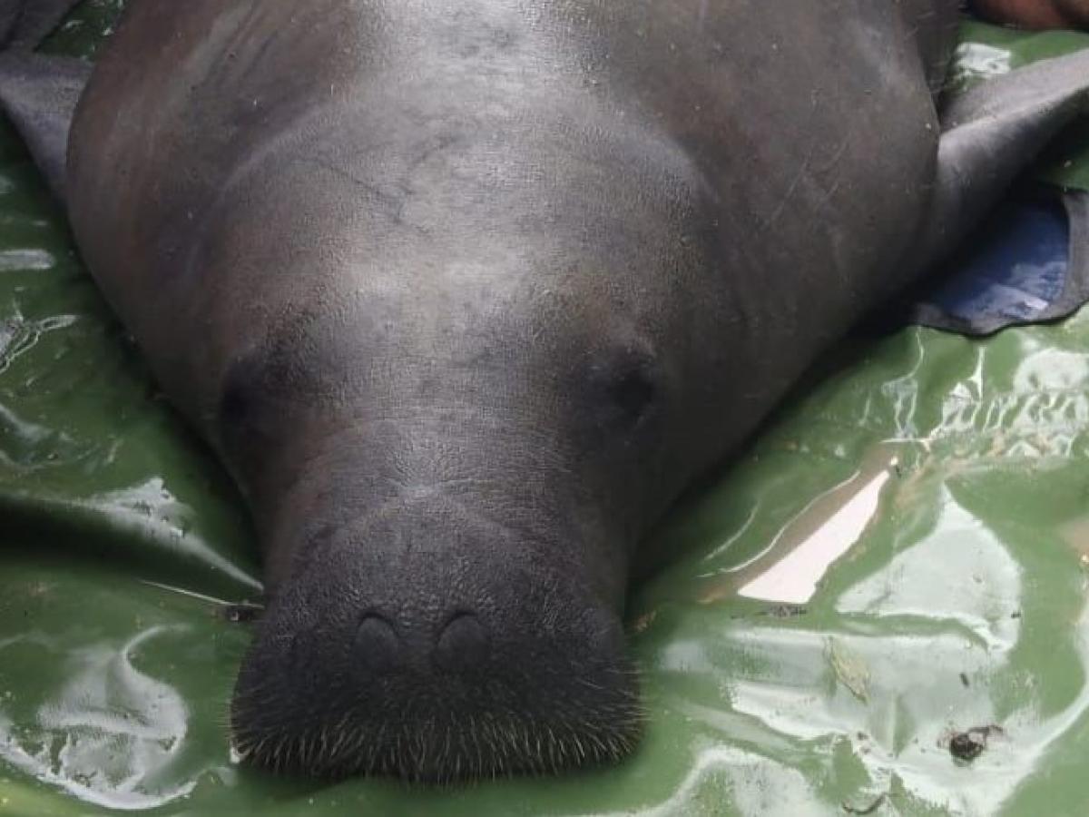 Un Manatí fue liberado en el sur del Cesar