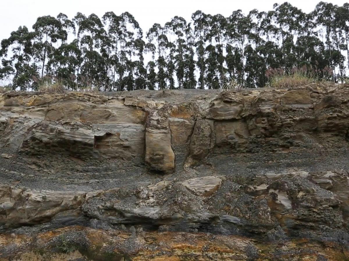 Brasil | Descubren fósil de 290 millones de años en un bosque