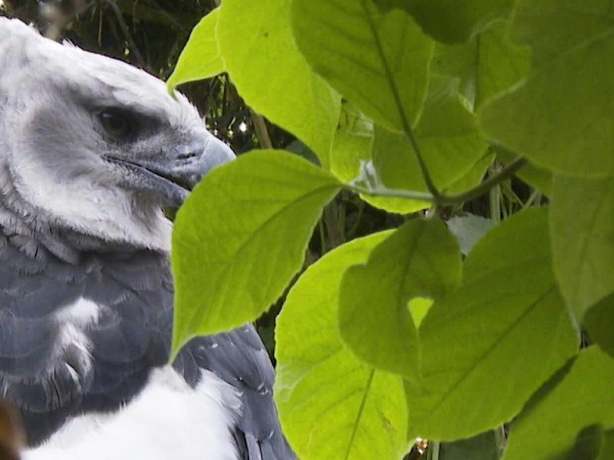 Un romance en cautiverio: la "esperanza" para preservar al águila arpía en Colombia