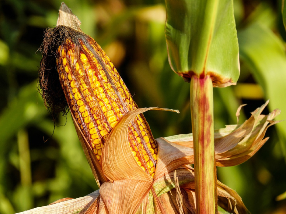 Meta: Líder en cultivos transgénicos 