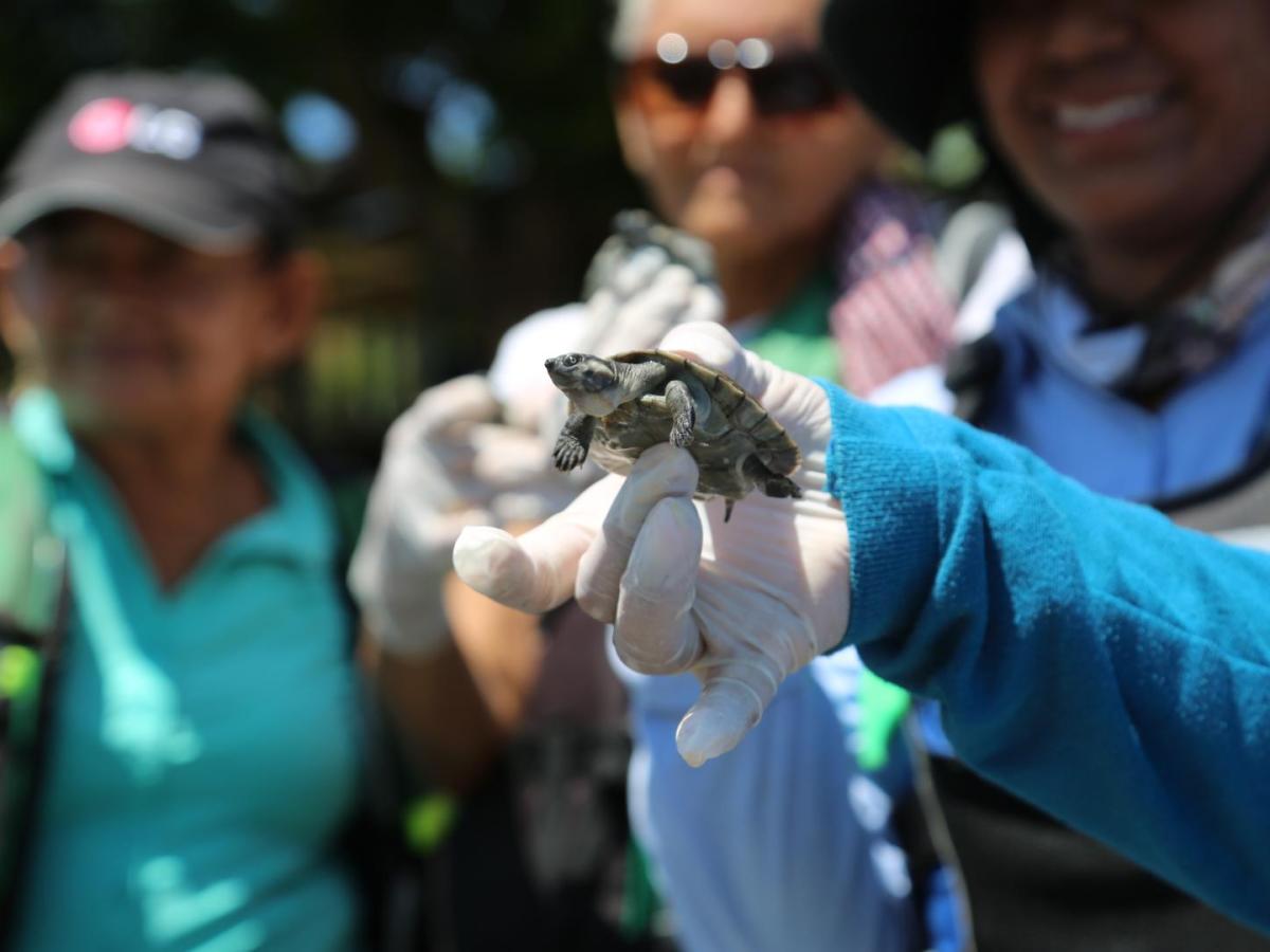 Mineros Colombia liberó 26.547 tortugas en el territorio nacional