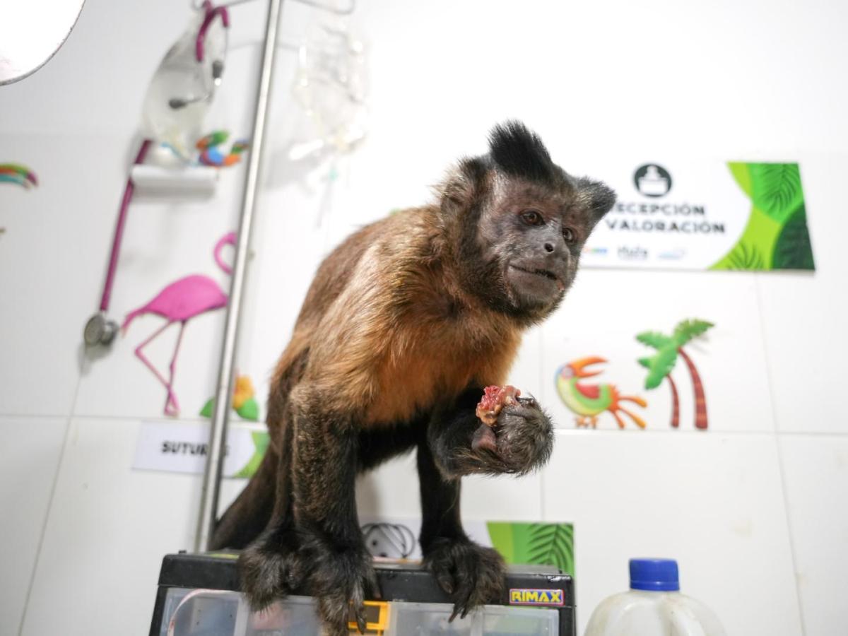 Dos monos fueron rescatados en Algeciras y Gigante, en el Huila