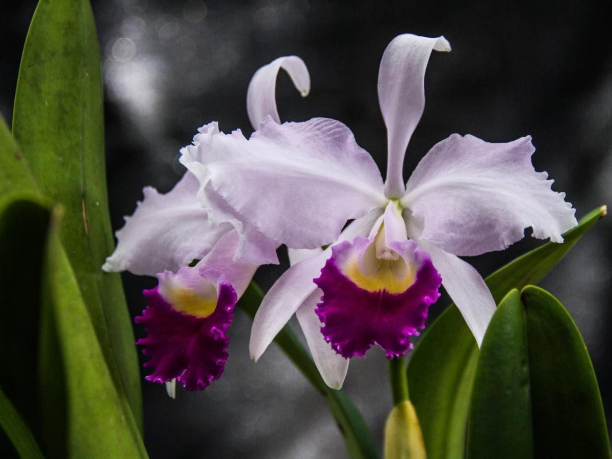 Orquídeas, riesgo de extinción | Flor nacional de Colombia  