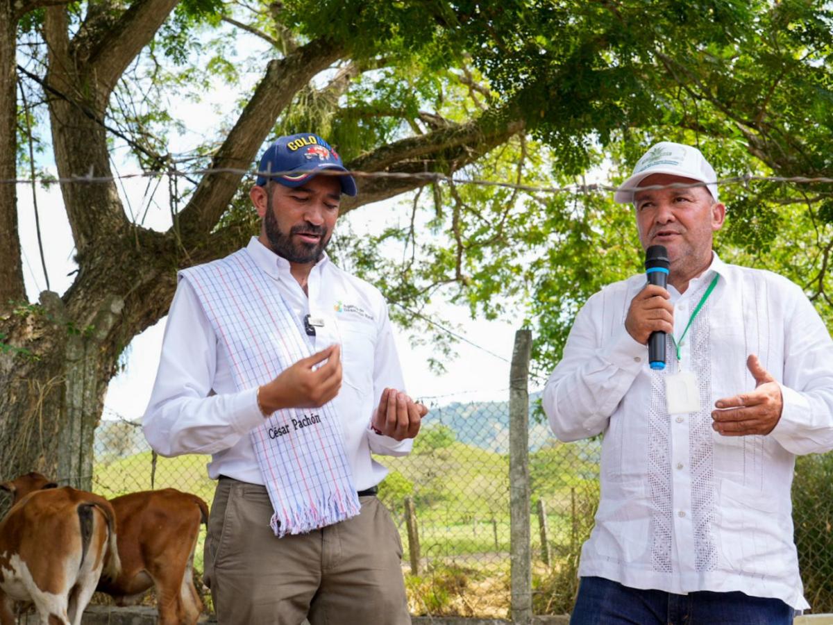 Proyectos para sustituir cultivos ilícitos Colombia: pasto Vetiver 