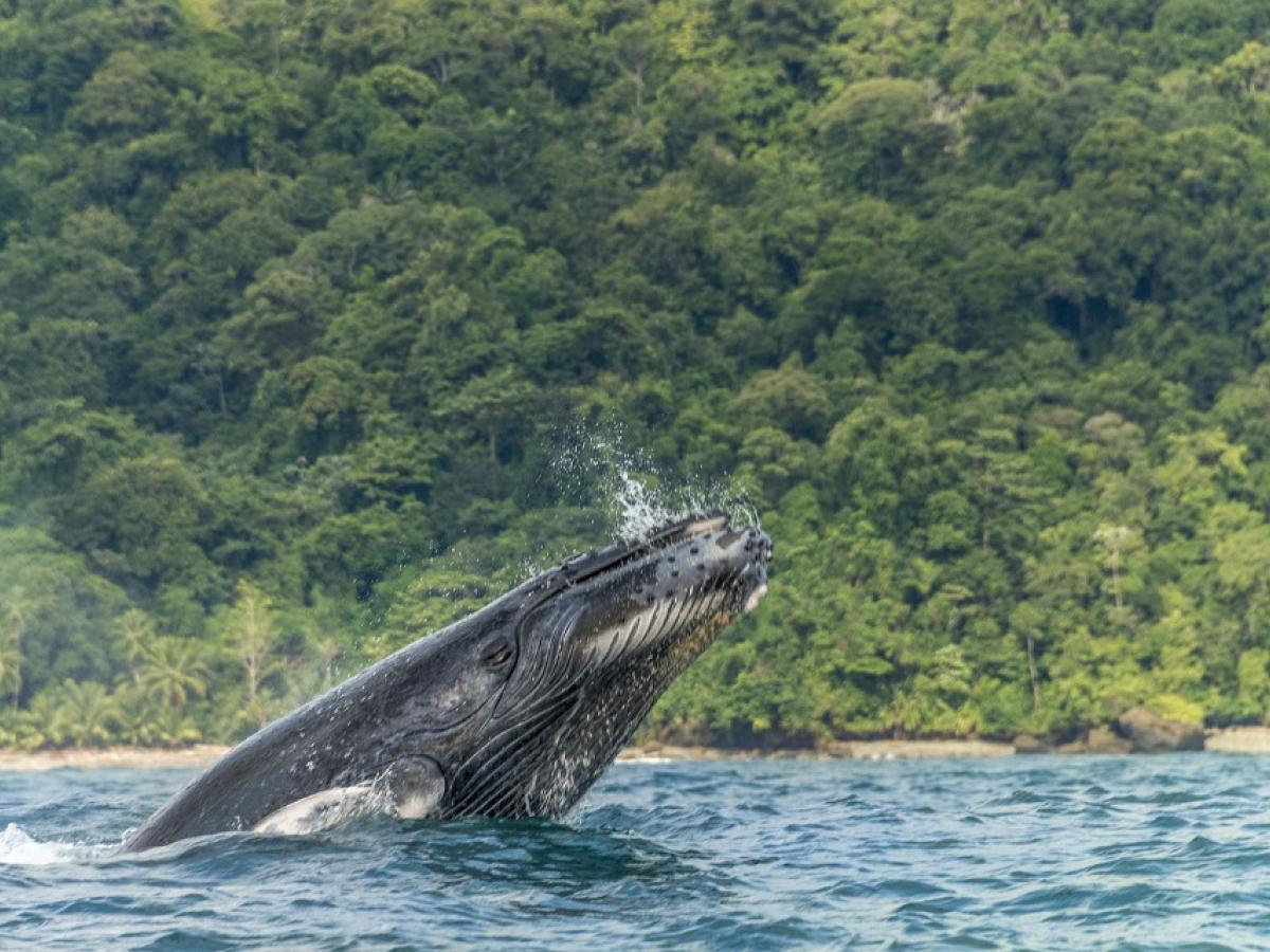 Importancia de las ballenas para el ambiente