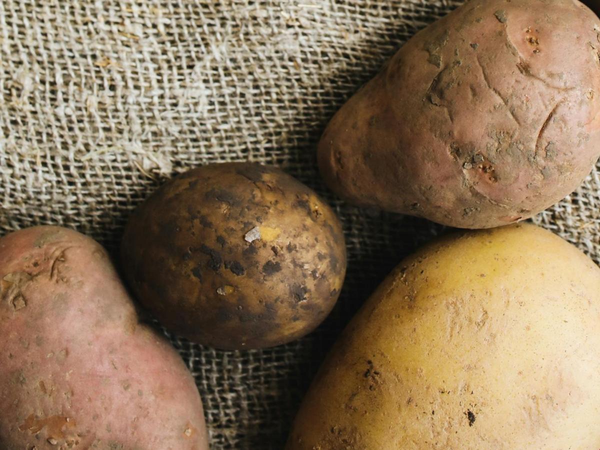 Pasto: Alerta por aparición de la enfermedad Punta Morada en la papa