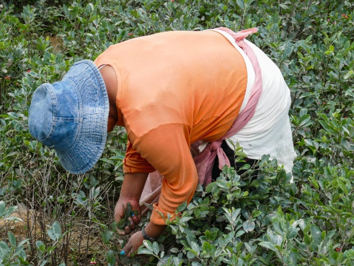 ¿Cómo avanza la erradicación de cultivos ilícitos en Colombia? Análisis en Puntos de Vista 
