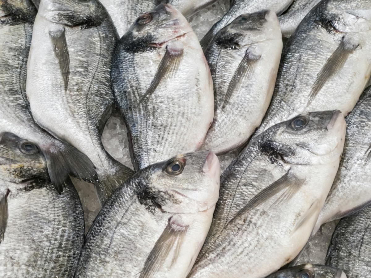 Pescadores celebran aprobación del OCAD Paz por 25 mil millones 