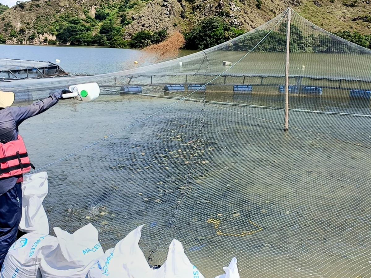Gastronomía en Semana Santa: Tilapia de exportación en Huila 