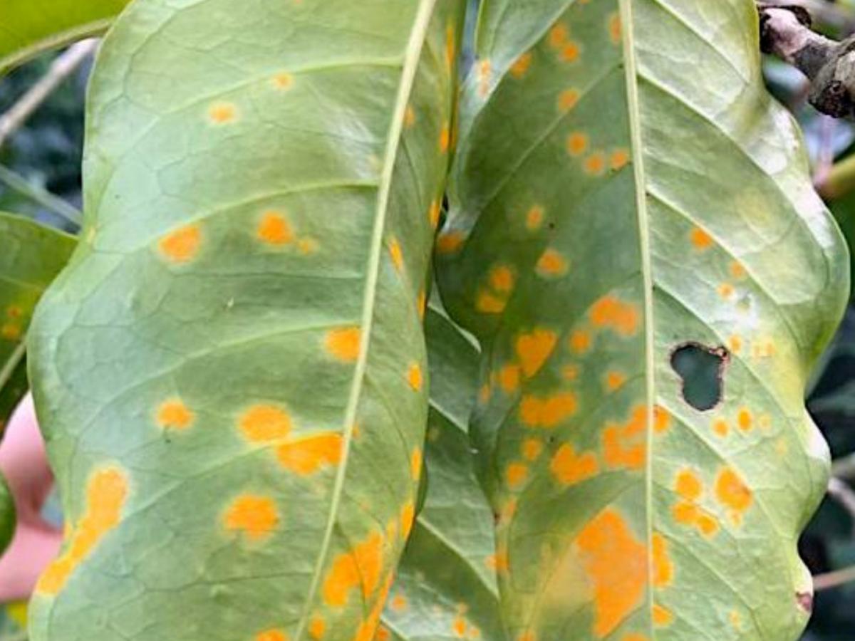 Alerta por roya en cafetales de Caldas: Comité pide a caficultores reforzar controles