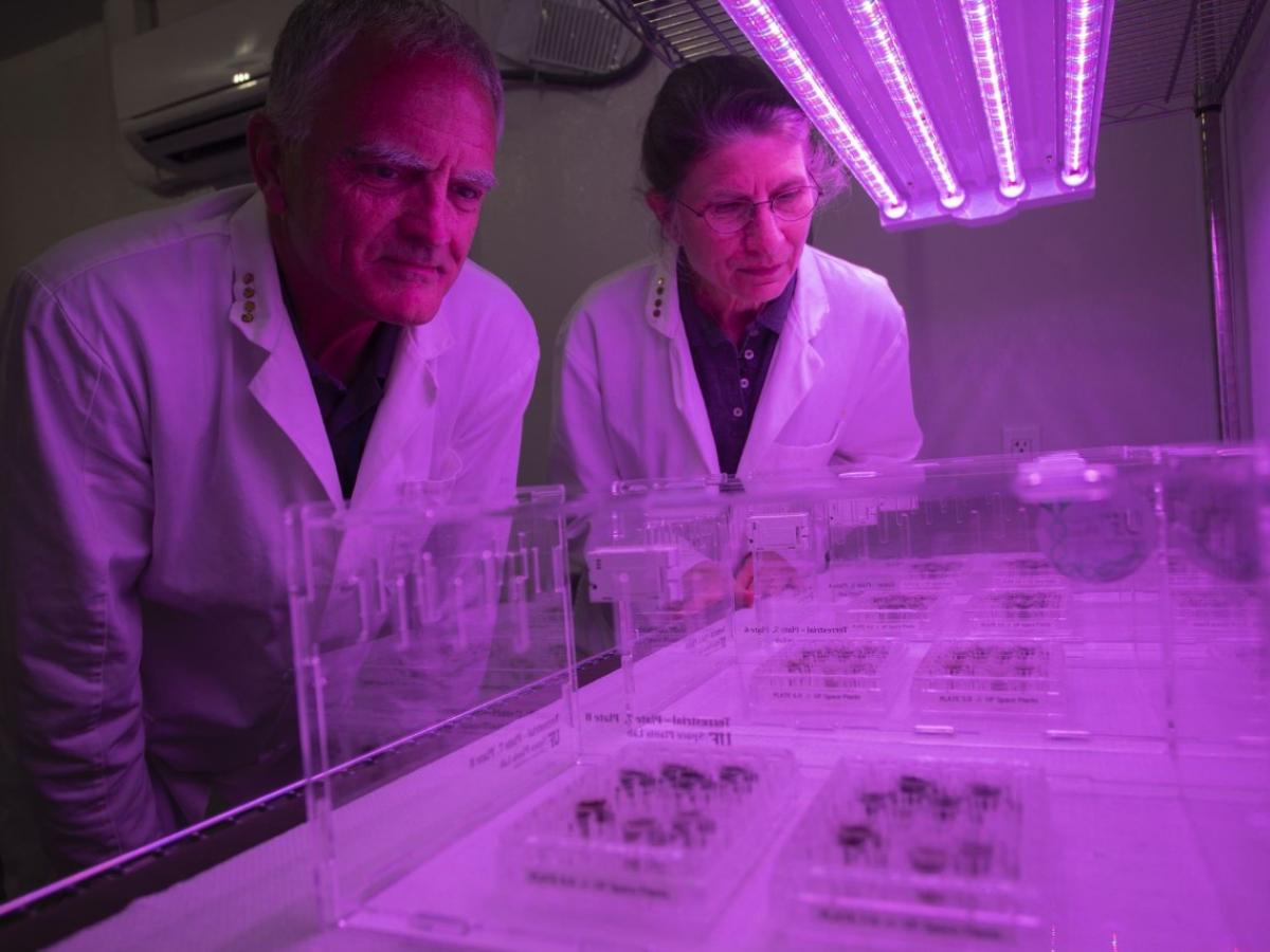 Por primera vez científicos lograron cultivar plantas en suelo lunar