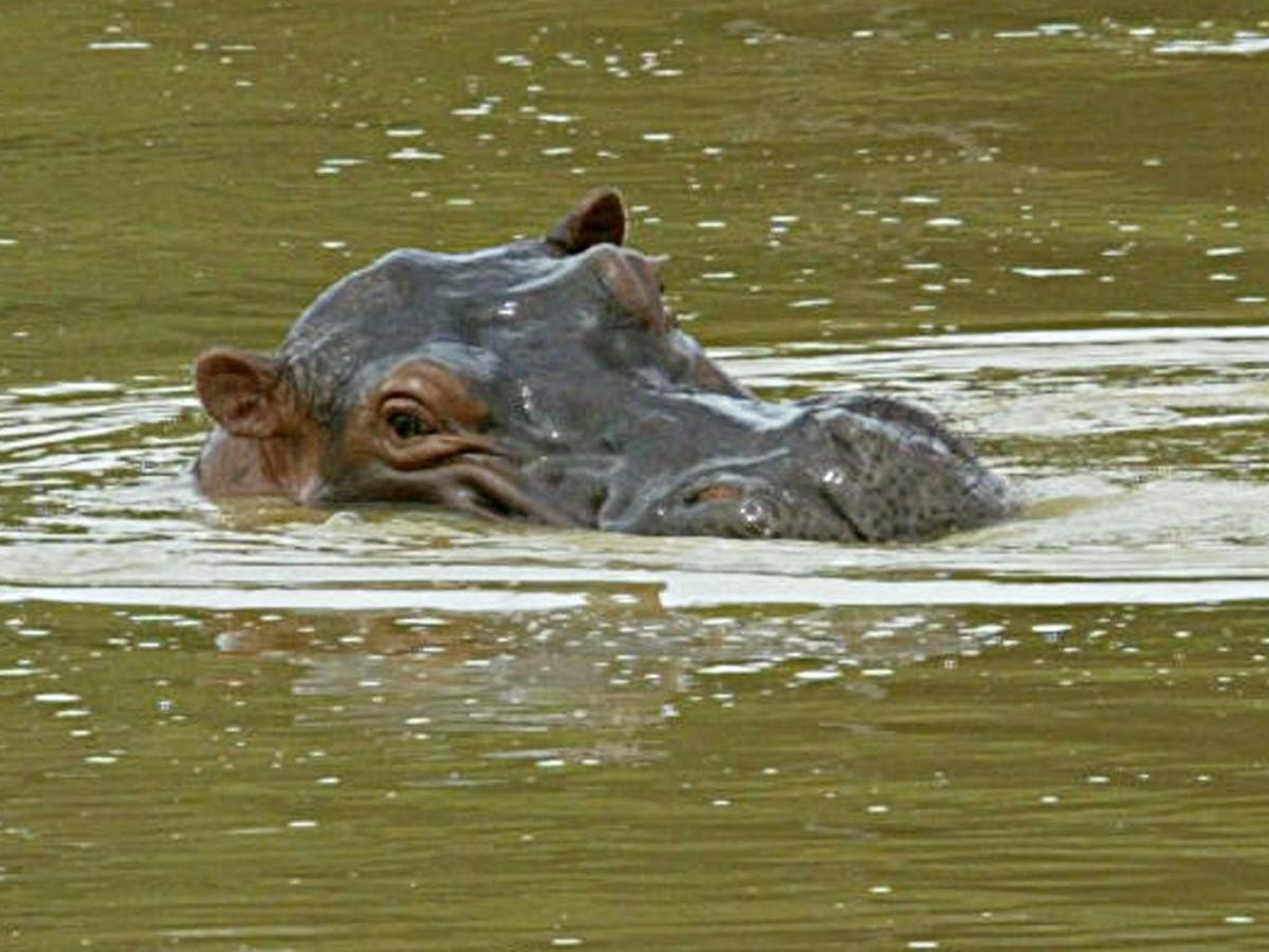 MinAmbiente avanza en gestiones técnicas y diplomáticas para reducir esta especie invasora, mientras espera respuesta sobre condiciones sanitarias por parte del gobierno indio.