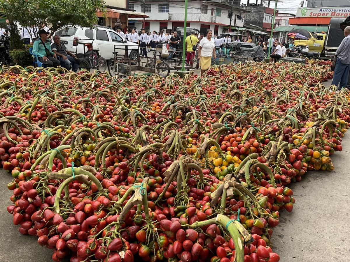 Chontaduro: beneficios, cultivo y producción en Putumayo