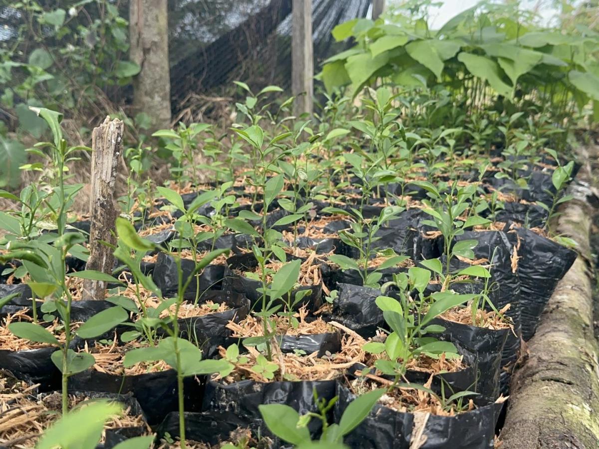 Protección de más de 2.300 hectáreas de bosque en Caquetá