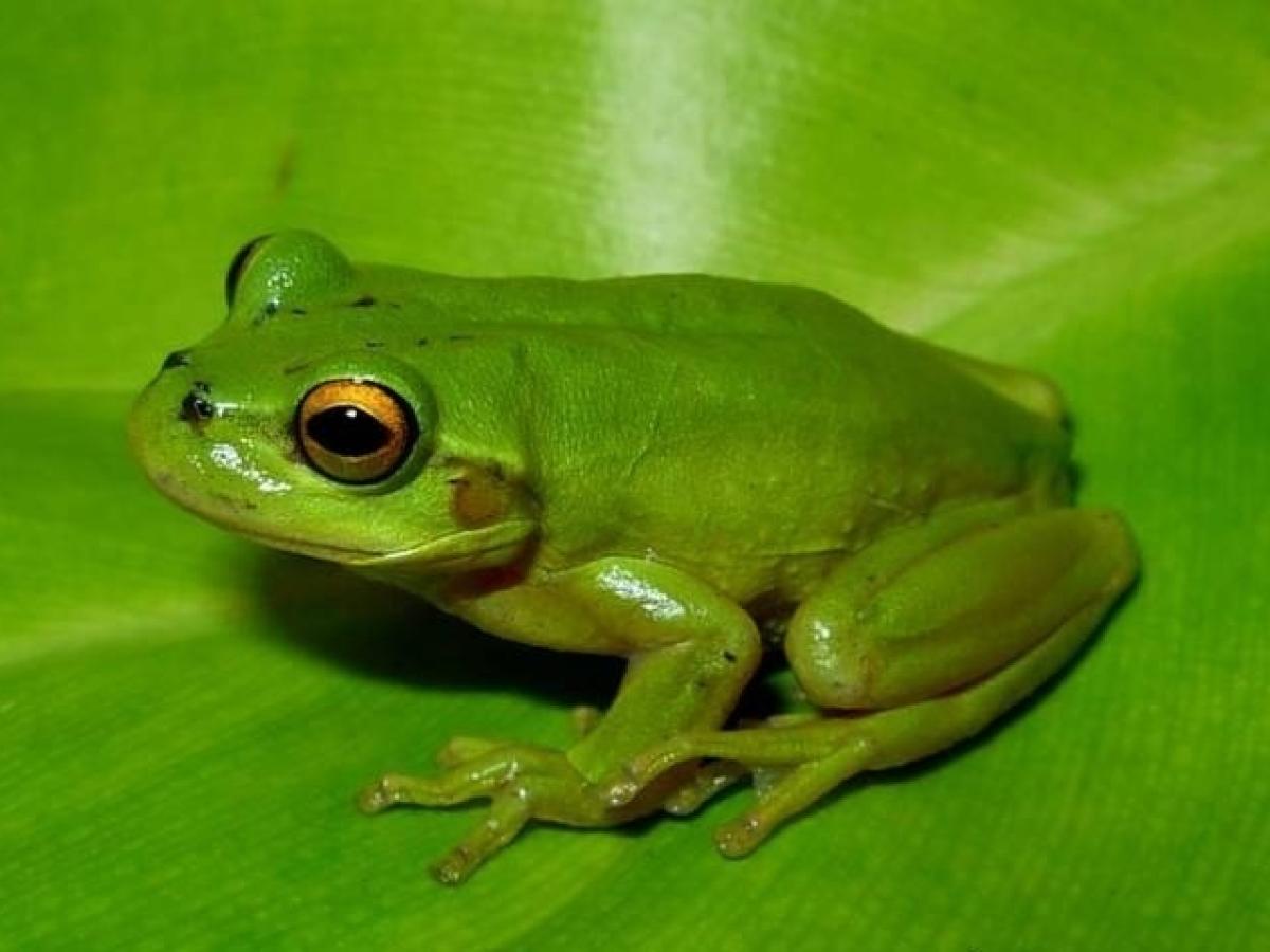 Rana Sabanera 