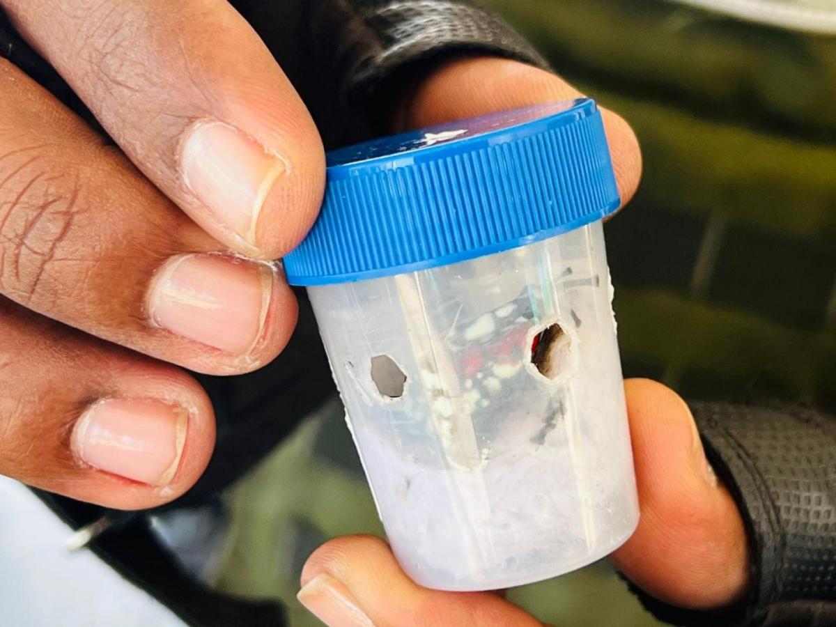 Rescatan a 17 ranas en vía de extinción en Yumbo, Valle del Cauca