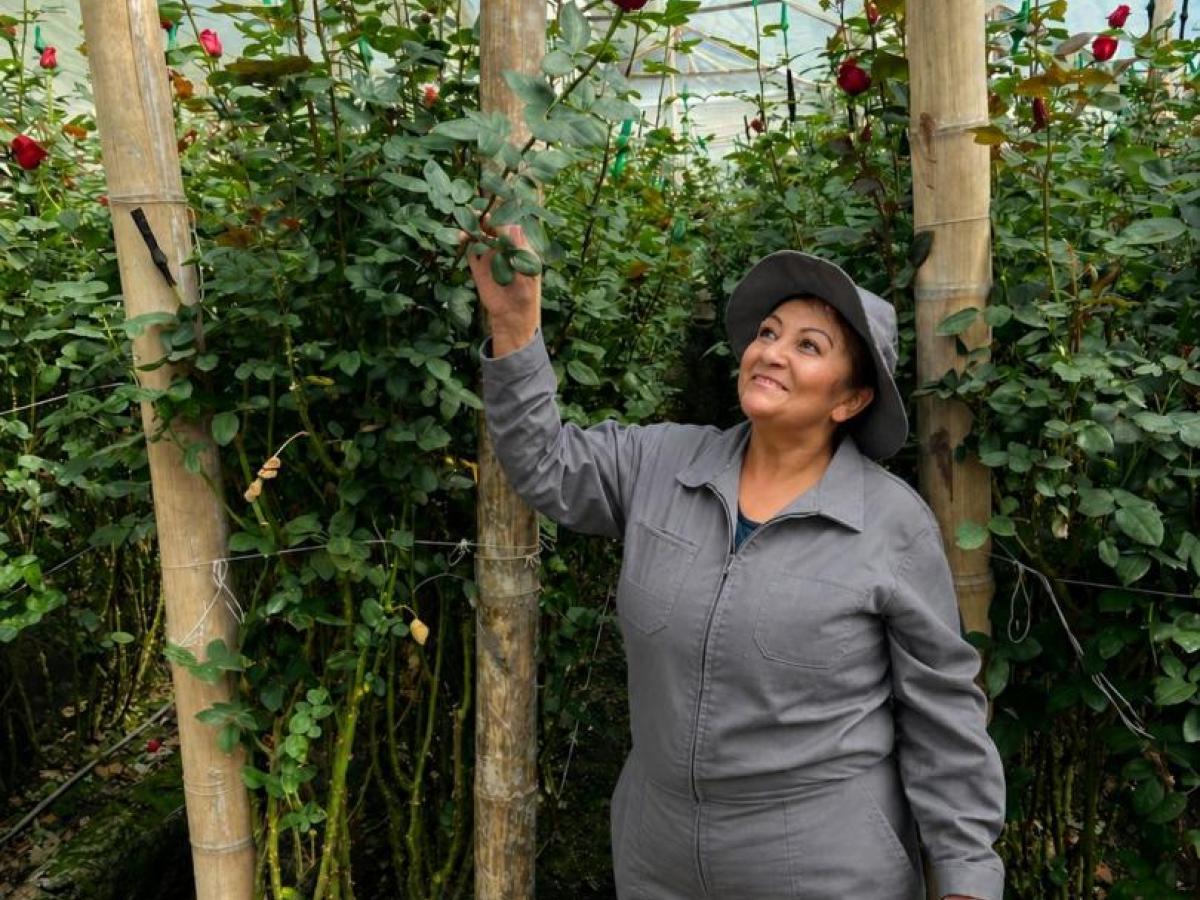 Risaralda exportó 60 mil rosas para el Día de la Madre