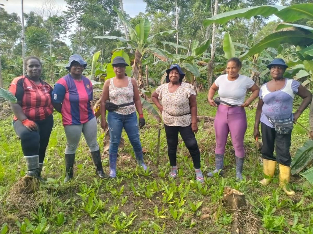 Nariño: plantas sustituyen cultivos ilícitos por ancestrales