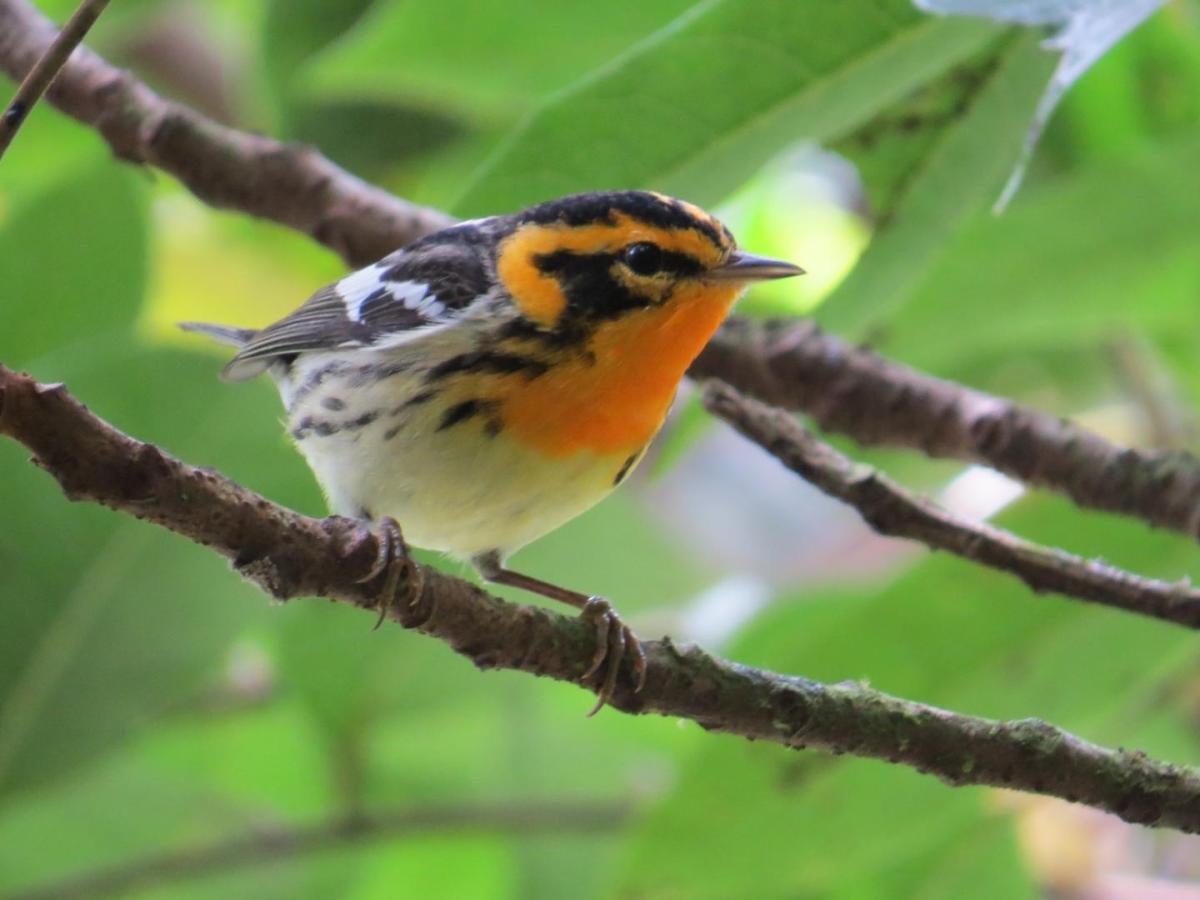 Aves migratorias y cambio climático: consecuencias fenómeno de El Niño