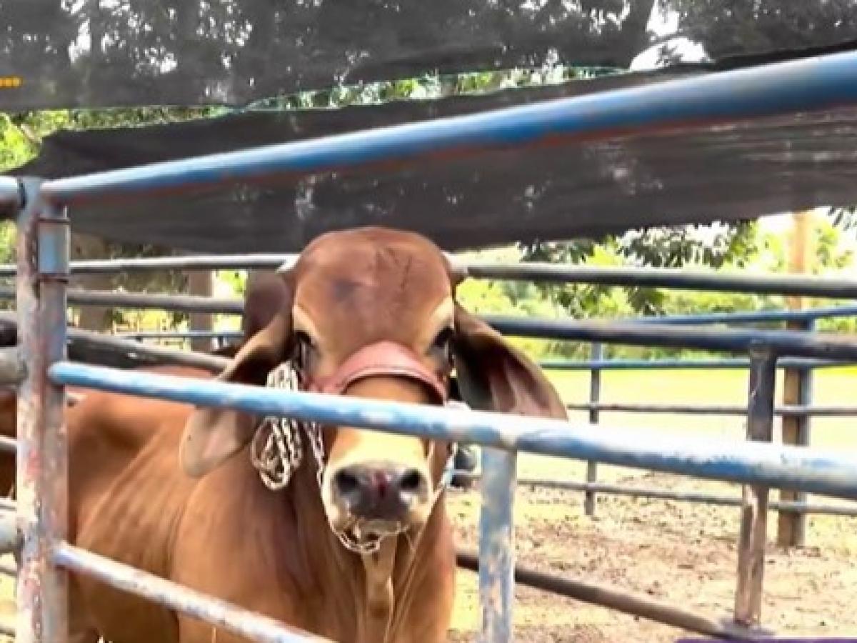 Foro de ganadería sostenible en el Guaviare