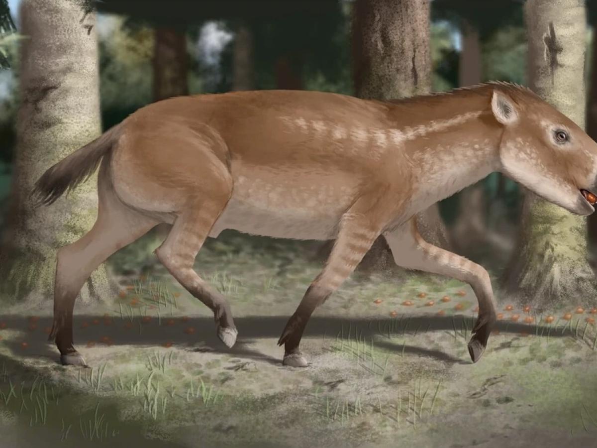 Desierto de La Tatacoa: hallazgos de fósiles e historia | Investigación 