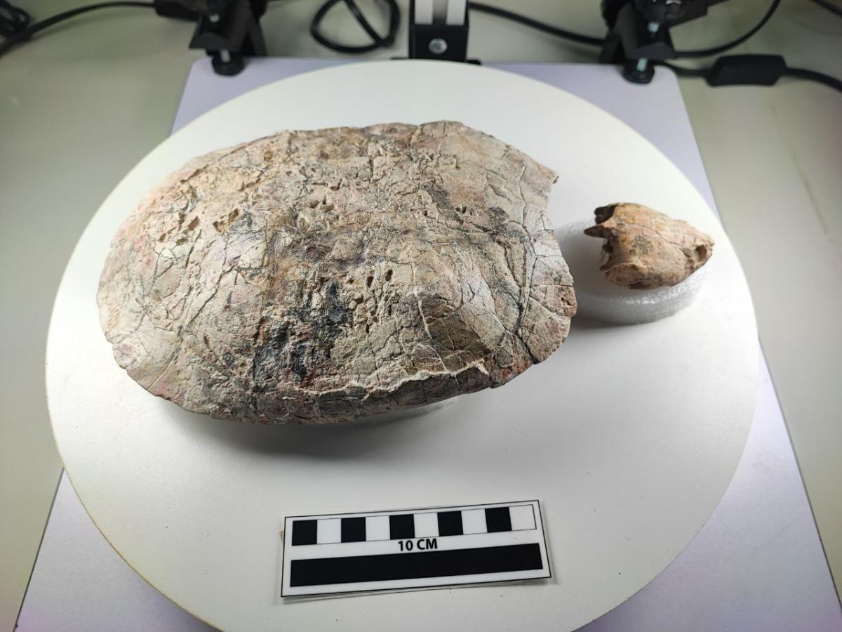 Tortuga fósil La Tatacoa: descubren nueva especie nombrada honor Shakira