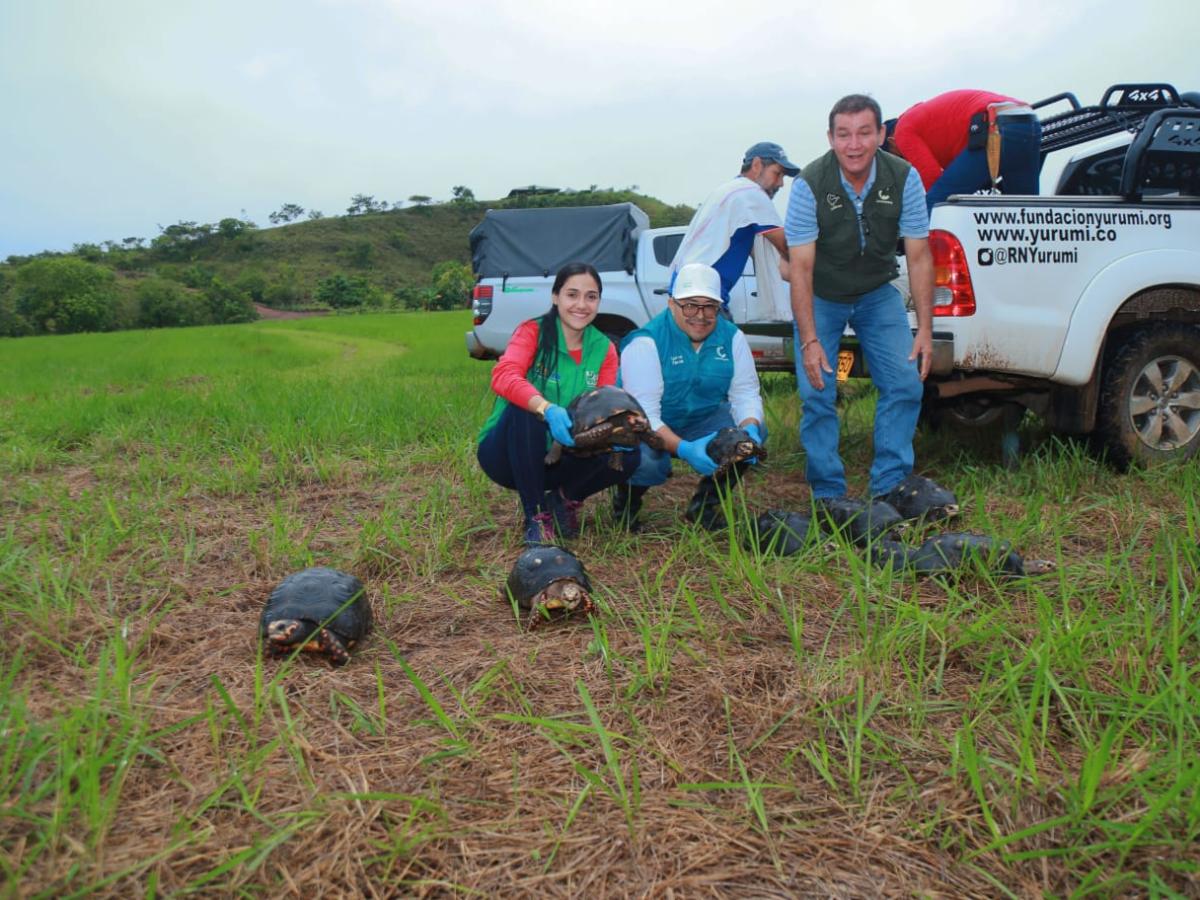 Tortugas morrocoy de patas rojas liberadas en llanos orientales