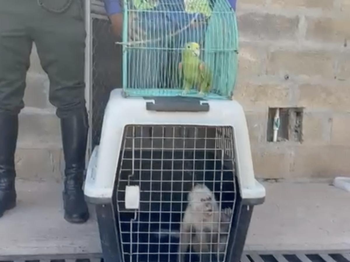 Tráfico de animales silvestres en el Cesar