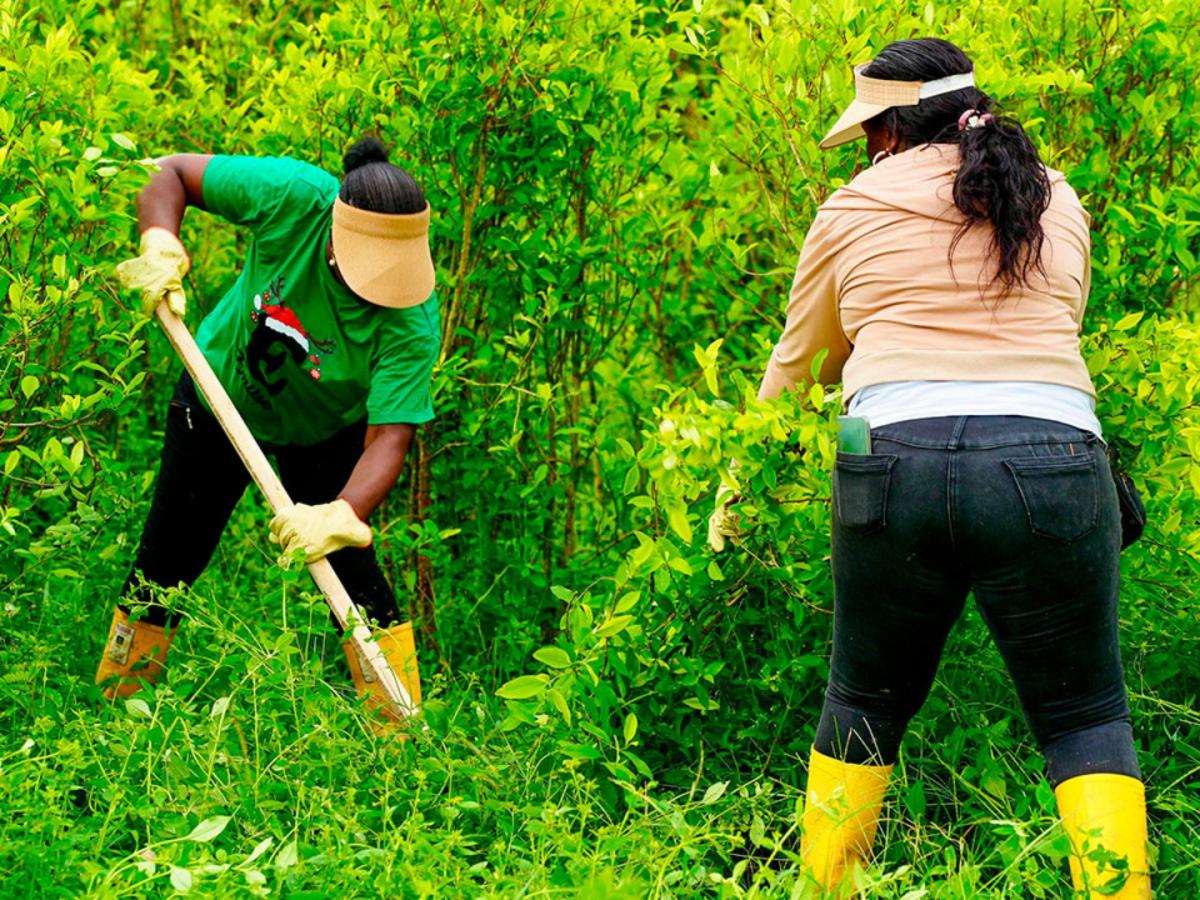 Gobierno entrega tierras en Tumaco para sustituir coca y avanzar en la paz territorial