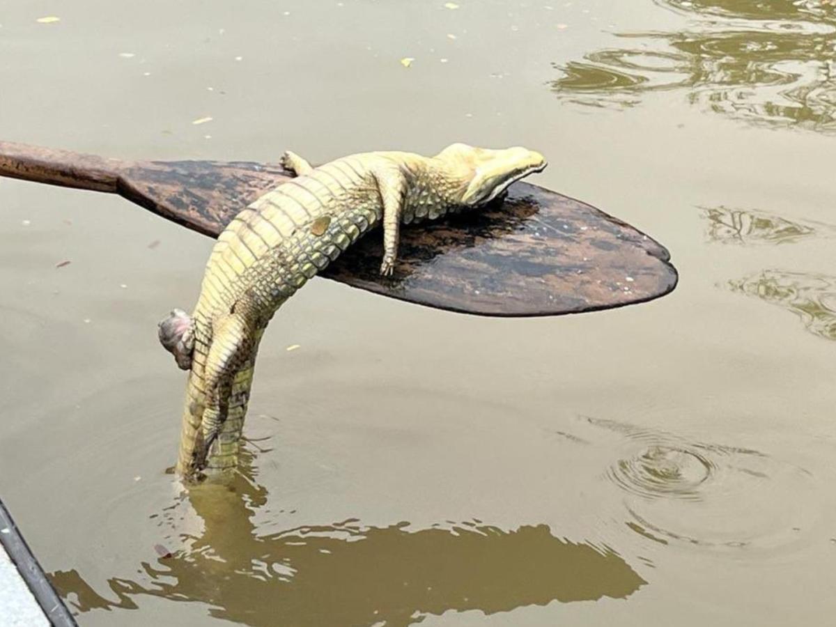 Caño San Silvestre | Ambientalistas denuncian mortandad de animales