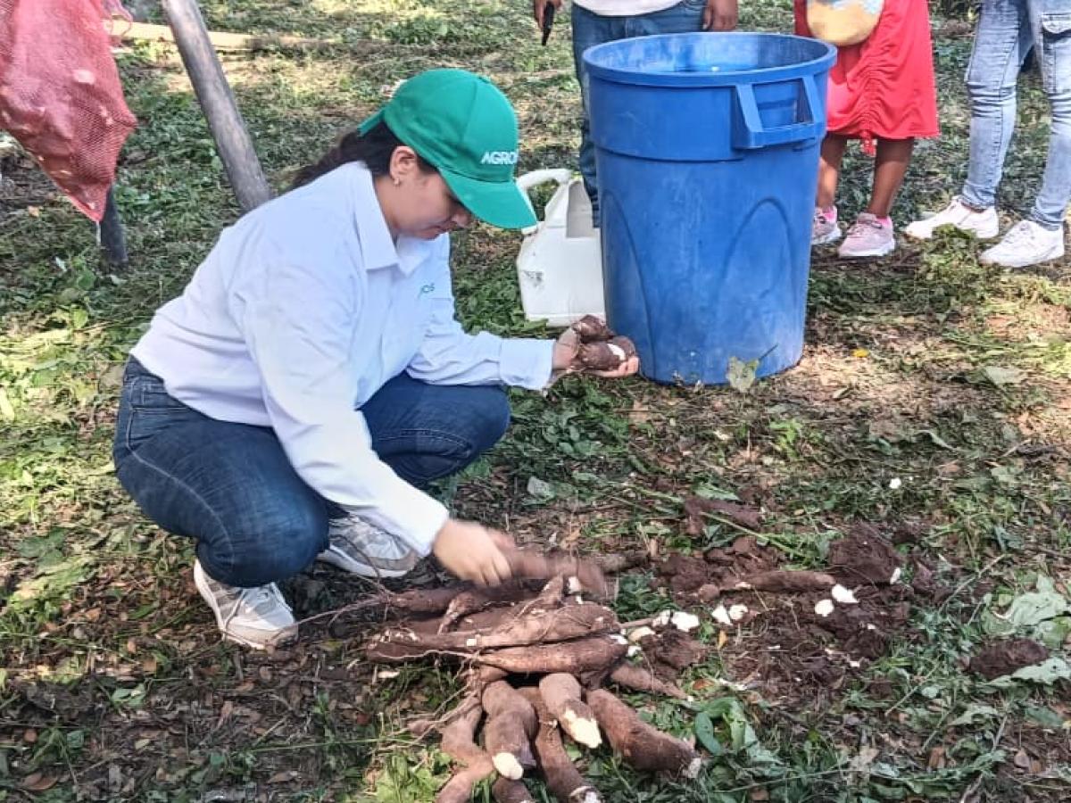 Variedades de yuca en Colombia: nuevas especies para consumo e industria