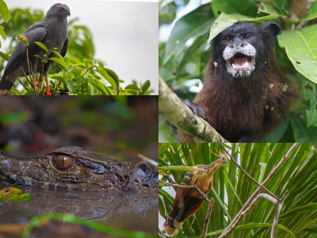 La emblemática fauna silvestre del Putumayo que está en vía de extinción