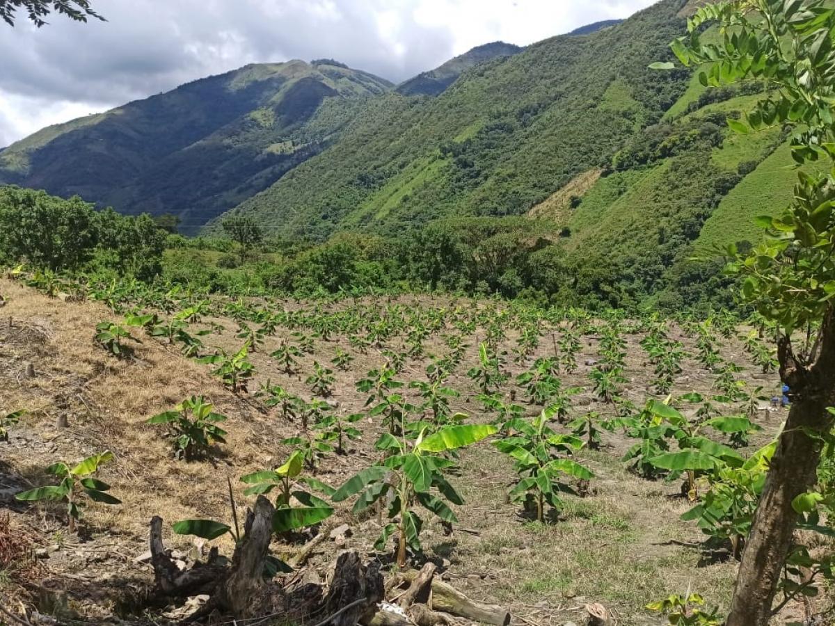 Cultivos de plátano de excombatientes en Ituango, Antioquia