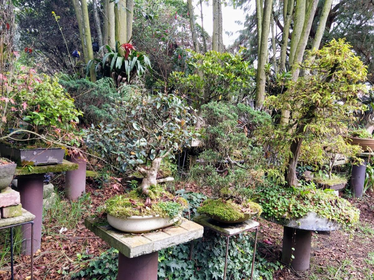 Cajara, proyecto de recuperación y restauración de árboles