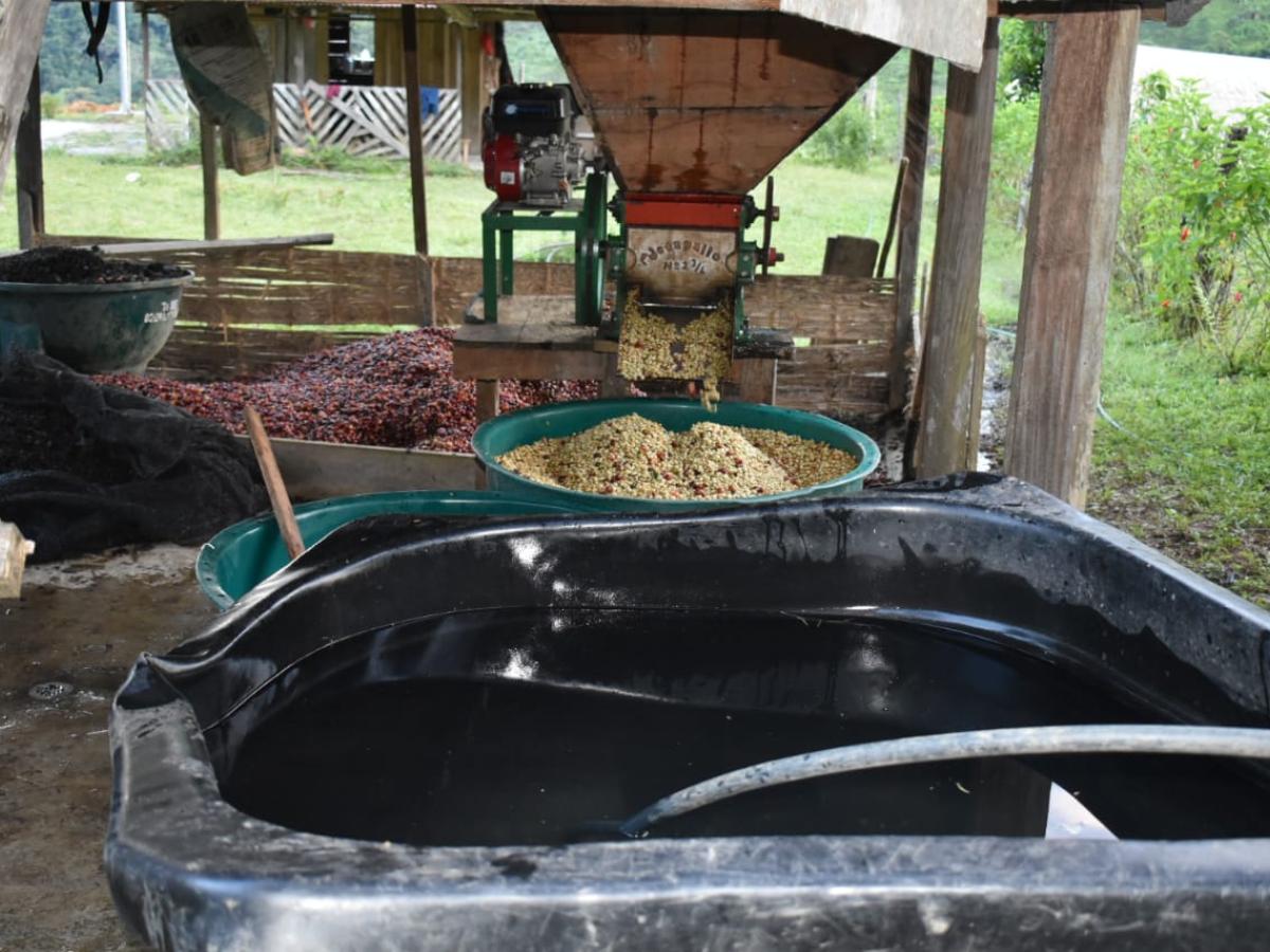 El café, nuevo “fruto de oro” para la comunidad indígena Páez en Mesetas
