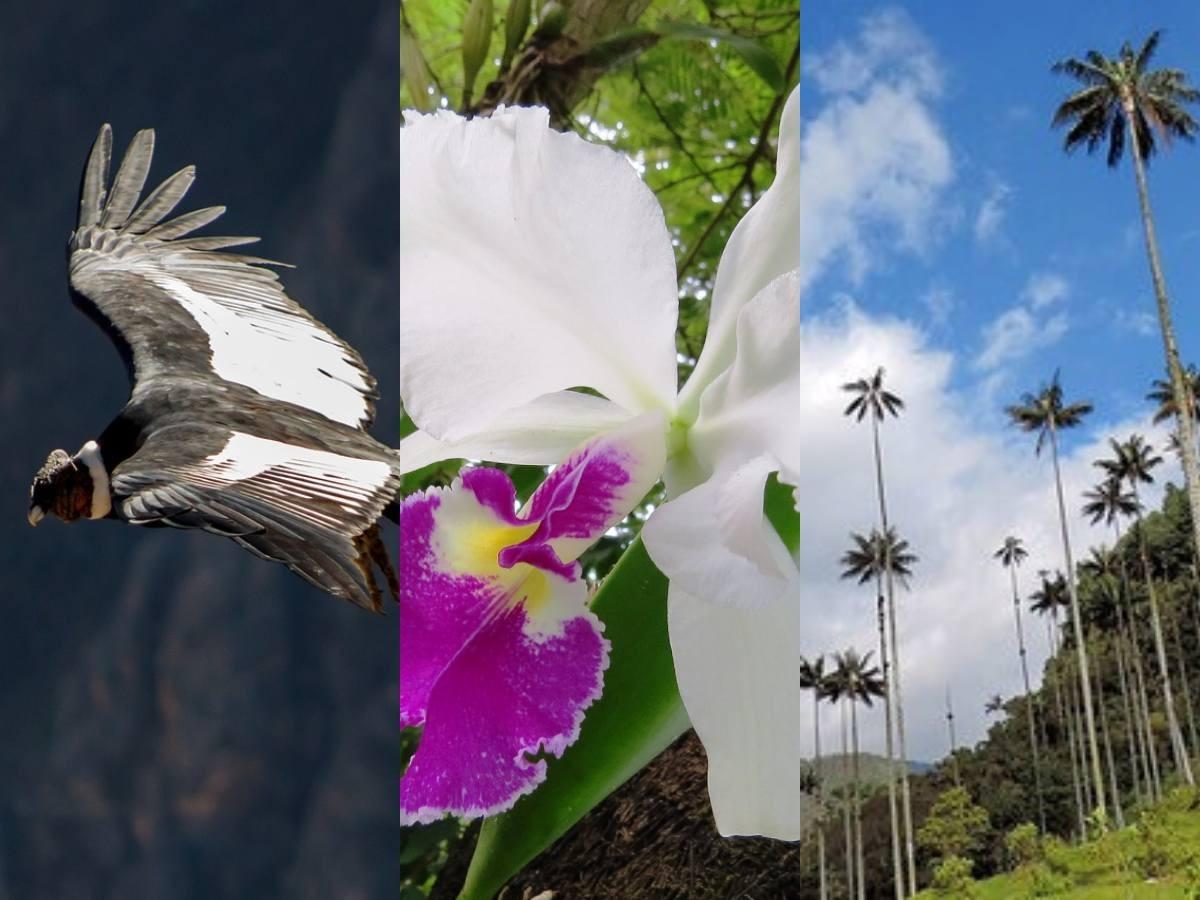 Día de la Independencia Colombia: significados símbolos patrios 