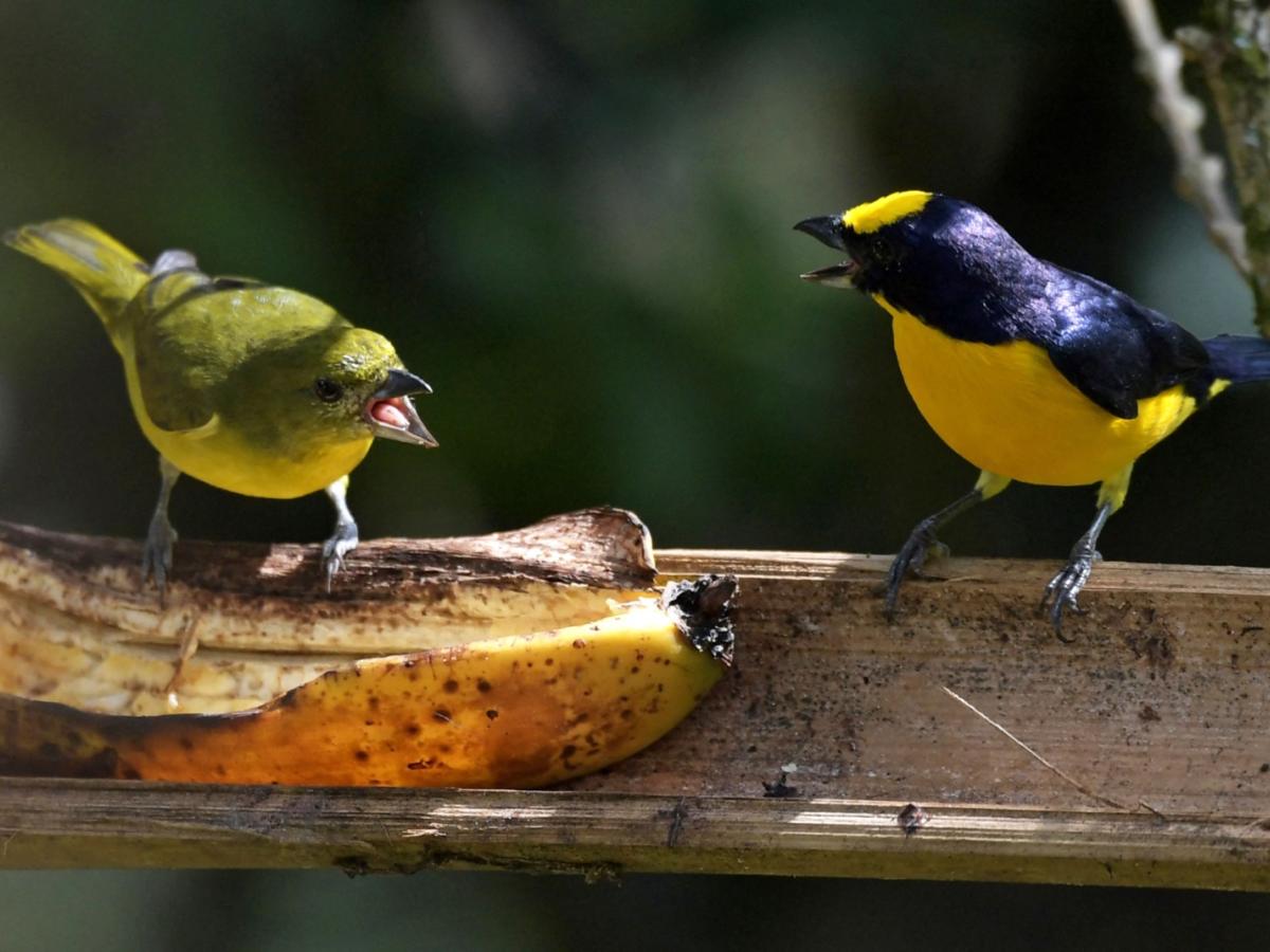 Himno de Colombia cantado por más de 40 pájaros