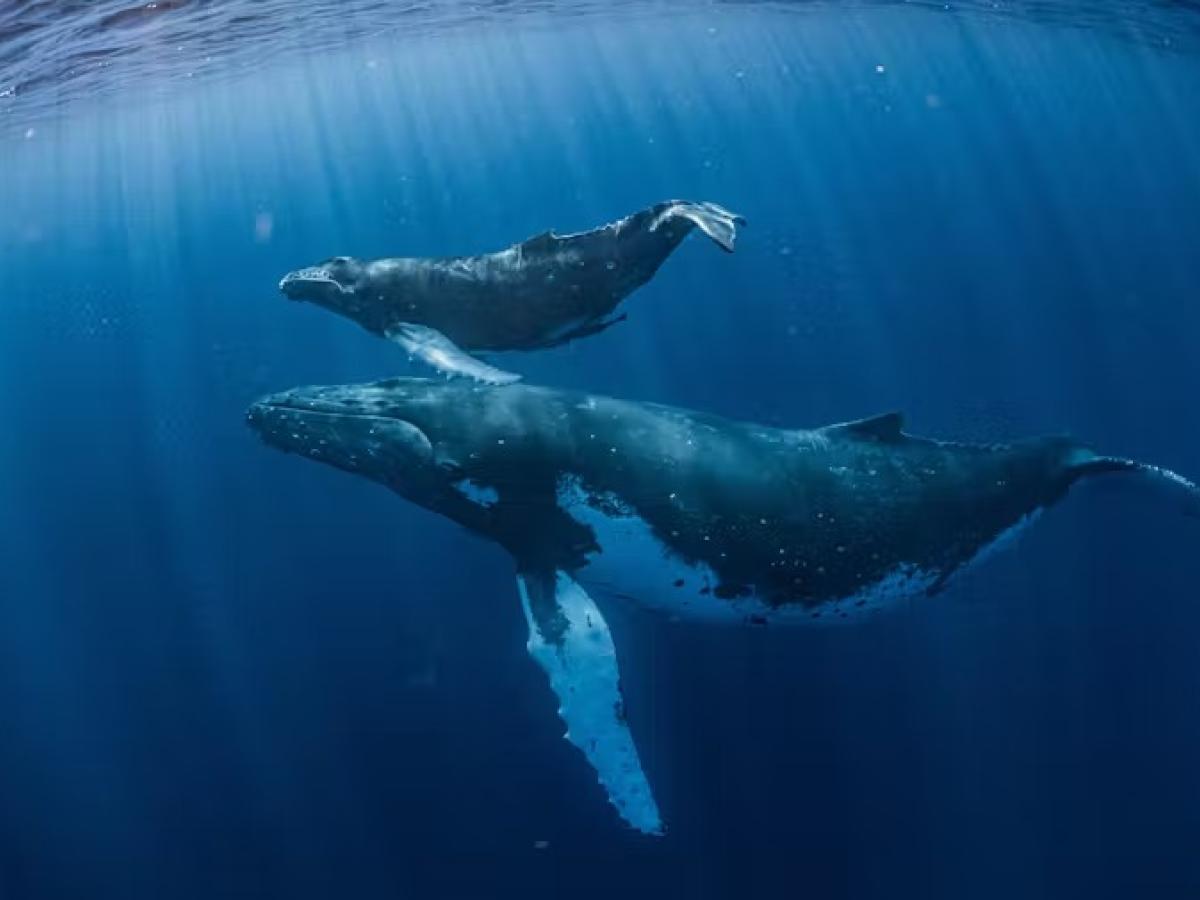 Avistamiento de ballenas y delfines: lo bueno, lo malo y lo peligroso