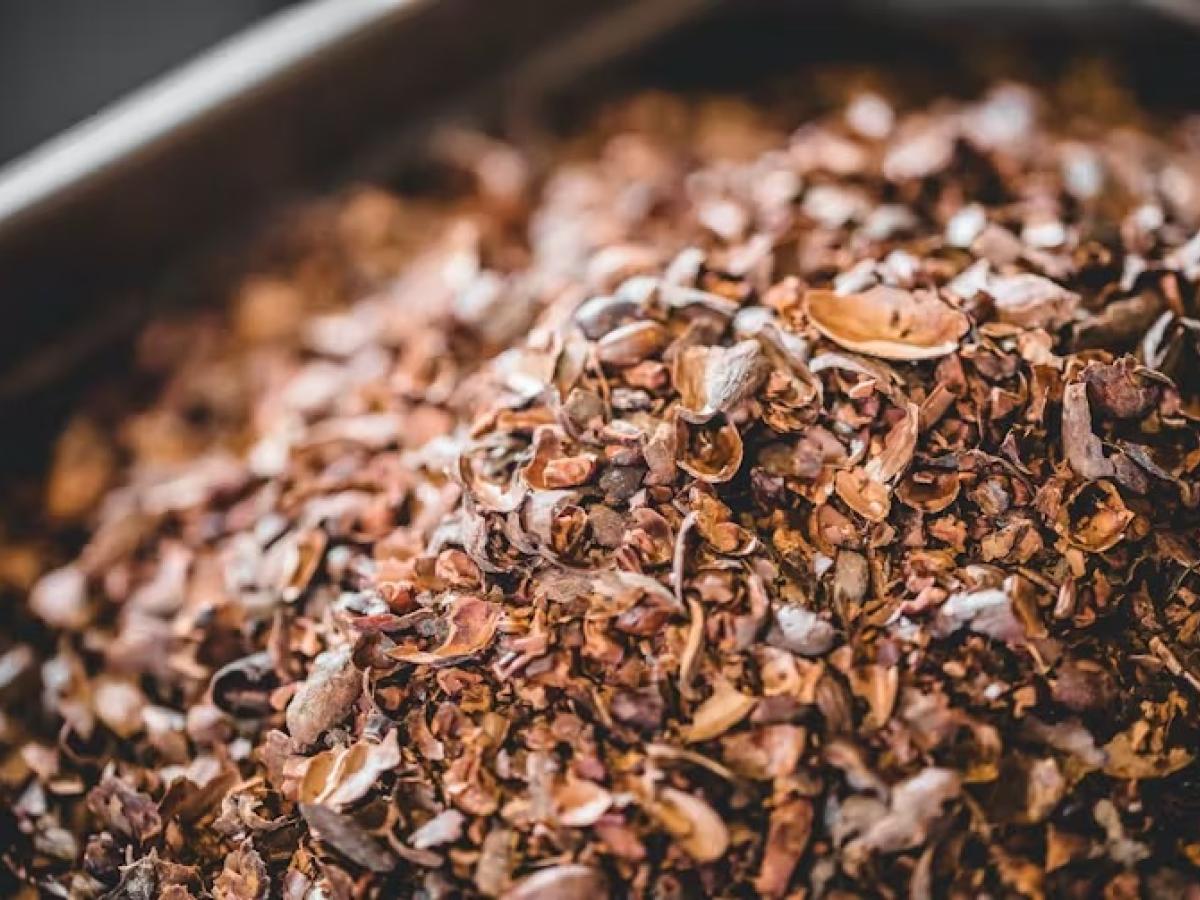 Cascarilla de cacao, de residuo de la industria chocolatera a materia prima para la obtención de bioplásticos